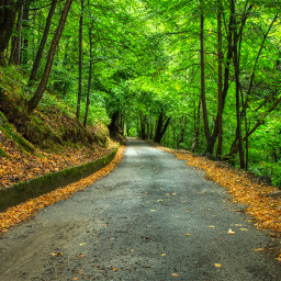 photography road landscape forest nature trees woods scenery leadinglines freetoedit