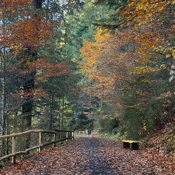 freetoedit autumn nature ukraine forest road trees leaves travel november