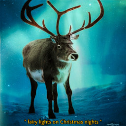 freetoedit northernlights blue fairylights quote reindeer polarnight norway nature aesthetic ircwinterreindeer winterreindeer