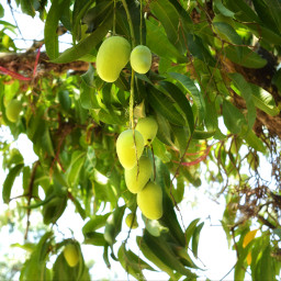 oxaca mango fruta fruit puertoescondido