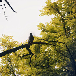 myphotography nature trees tree green bird background photography freetoedit