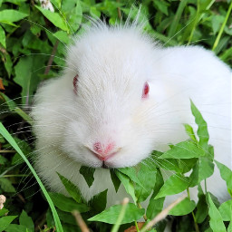 bunny pcwhiteisee whiteisee