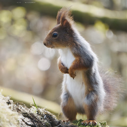 photography myphoto squirrel