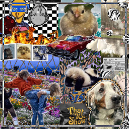freetoedit edit complexedit pinterest editor dontsteal dog friends panda car