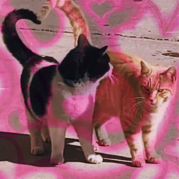 freetoedit cats doubleexposurereplay