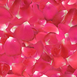 freetoedit remixit flowerpetal flower roses red valentinesday