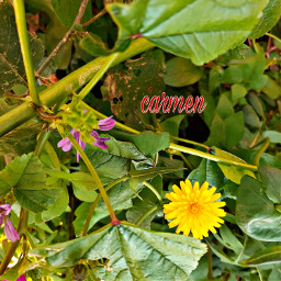 myphoto fiori mycity napoli italy