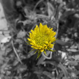 flower yellowflower beautifulflowersinnature freetoedit
