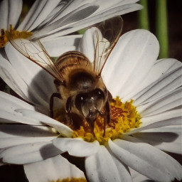 nature whiteflower bee naturephoto naturephotography myphotography
