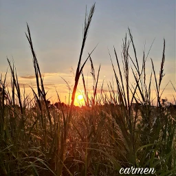 myphoto sunset
https://picsart.com/i/407881896057201?challenge_id=638474fc4282110077876f16 pcsunriseandsunsetcolorshow sunriseandsunsetcolorshow freetoedit sunset