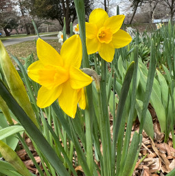 garden park daffodils flowers phorography philadelphia