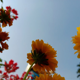 pcobjectphotography objectphotography flower sky skyandclouds skyblue yellow red