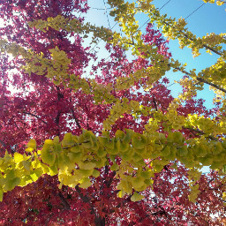 arboles otoño mendozaargentina freetoedit pcsurroundedbytrees surroundedbytrees