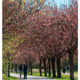cherryblossom cheerytrees natureinberlin beautifulview spring landscape magical freetoedit