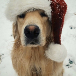 goldenretriever golden goldens dog aesthetic doggy dogaesthetic cutepets cutedog animals cuteaesthetic doglover winter christmas snow