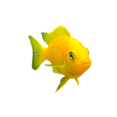 freetoedit fish yellowfish yellowaesthetic yellow trippy indie bright oceananimals beach indieaesthetic y2k trending tiktok pinterest fishes fishtail fishaesthetic
