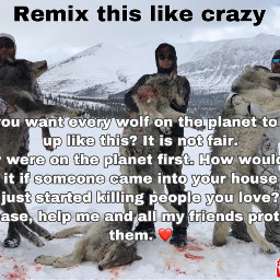 freetoedit wolf relistwolves wolves wolves4life