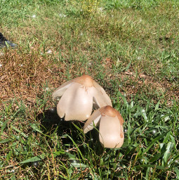 mushrooms nature goblincore