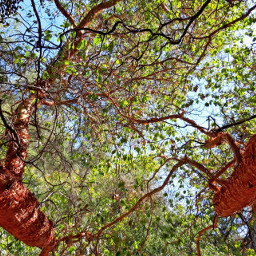 redtree sunshinefoto naturally pcsurroundedbytrees surroundedbytrees freetoedit