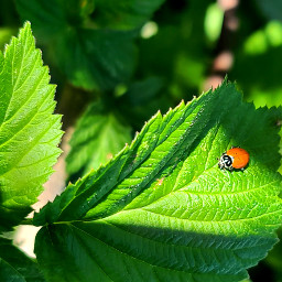 animal green greenaesthetic lightgreen color ladybug nature freetoedit