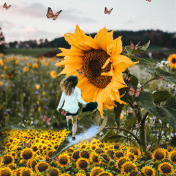 sunflower golden yellowaesthetic buterflies fantasy surreal freetoedit irccountrysidefun countrysidefun