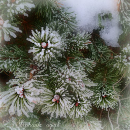 winter hiver plant plante givre frost frosted life vie pine sapin