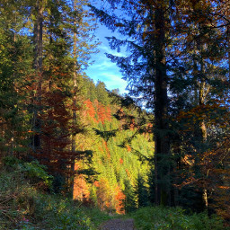 freetoedit autumn nature november ukraine mountains forest trees leaves travel