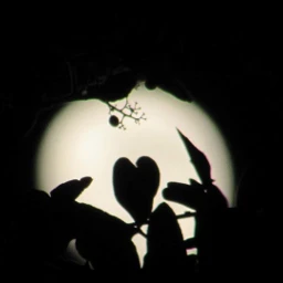 night moon moonlight silhueta dark myphoto fotografandomomentos fotografia picsartbrasil freetoedit pcnighttimephotography nighttimephotography
