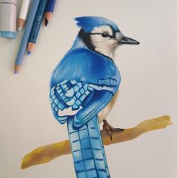 drawing art illustration nature bird tradionalart tradionaldrawing pencildrawing freetoedit local