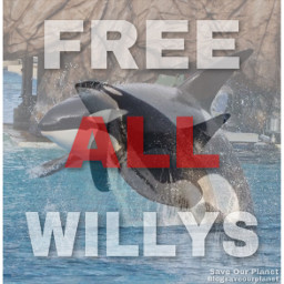 freetoedit freewilly freeallwillys savetheoceans savetheearth saveourplanet ourplanet change help fyp remember news page interesting nature oceans animals climatechange plastic nomoreplastic blogsaveourplanet saveourplanetoficial freeallwilly fypシ