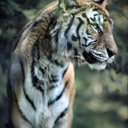tiger siberiantiger animal lion feline beauty freetoedit