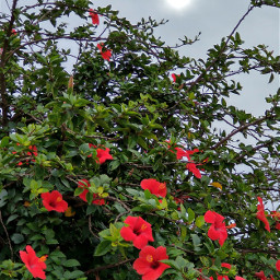 photographyart photographynature photoshopart photogrspher naturelover naturephotography nature colors colorsplash colorsfull redflower green_nature freetoedit local