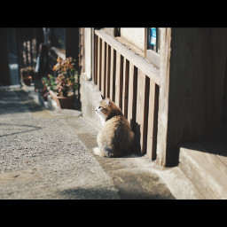 freetoedit cat photography japan
