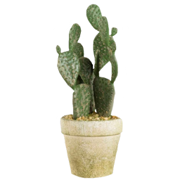 cactus cacti pot pottedplant houseplant plant nature cottagecore cottagegore darkcottagecore aesthetic moodboard