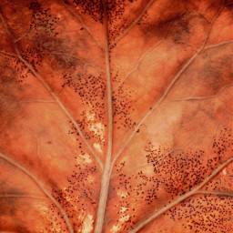 freetoedit nature leaf autumnfeels fallenleaf autumnleaf fallcolors leafagainst sunrisesunnylight leafinmyhand closeupshot