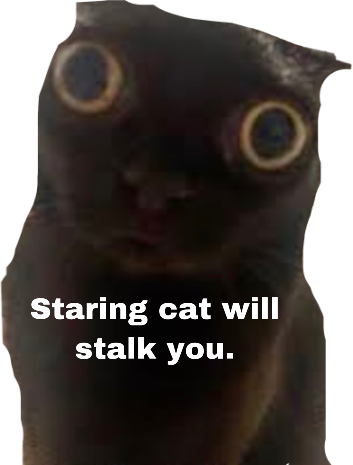 Stare Cat Meme