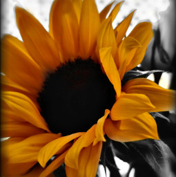 sunflower flower yellow yellowflower sun sunny colourplash freetoedit
