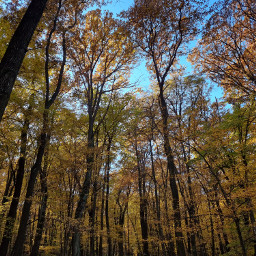 myphoto autumn forest freebackground slovakia noeditsorfilters freetoedit