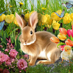 freetoedit rabbit animal bunny