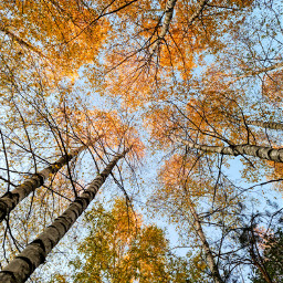 freetoedit autumncolors birches autumnvibes autumntrees nature naturephotography sunnyday myheartinshots beautifulnature naturelover beautifulday naturesbeauty background