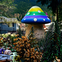 freetoedit mushroom natura nature outside fairy woods colorado coloradomountains