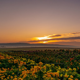 sunrise flower flowers landscape sky myphoto mypic freetoedit local