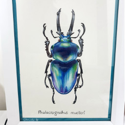 insect drawing illustration pencildrawing beetle nature freetoedit local