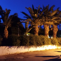 city publicpark trees palmtrees palm garden plants beauty clearsky night light reallylovemyart lovemycountry myphotography pcnighttimephotography nighttimephotography freetoedit