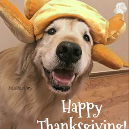 goldenretriever golden goldens dog aesthetic doggy dogaesthetic cutepets cutedog animals cuteaesthetic doglover thanksgiving happythanksgiving thanksgiving2021