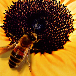 bee sunflower flower sun yellow insect nectar honeybee happy sunny photography maco nature originalart sticker closeup stamens freetoedit
