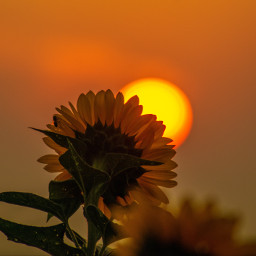 flower flowers sunflower sunset backlight myphoto mypic freetoedit