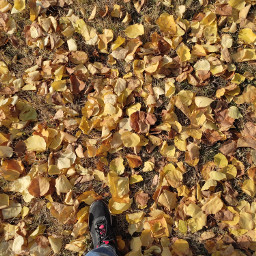 freetoedit autumn autumncolors autumnleaves autumnmoodboard local