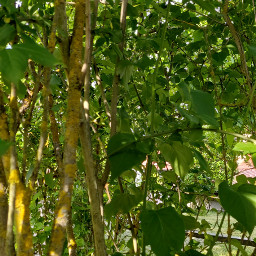 wallpaper nature green busch baum blätter blattwerk sunlight sunlighteffect sunshine foto fotografiert fotography fotoedit fotoart outdoors remix remixit remixtoedit freetoedit picsart