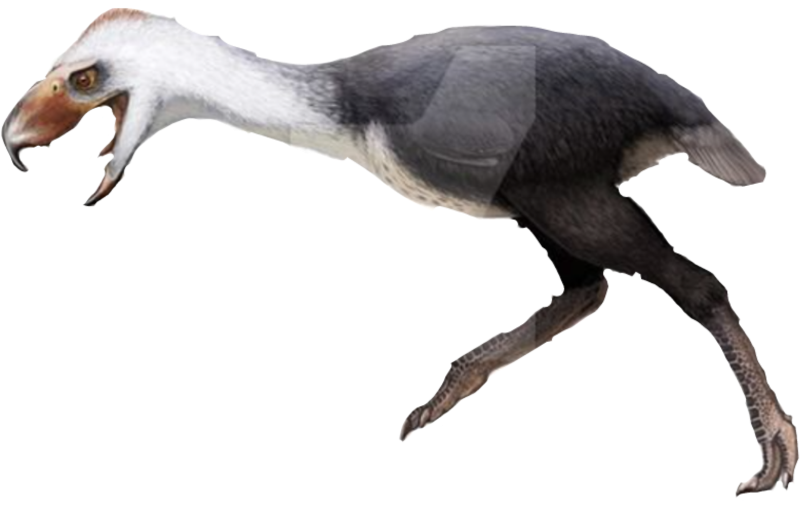 На рисунке изображена реконструкция фороракоса крупной. Фороракос Эпиорнис. Титанис Гасторнис. Эпиорнис мадагаскарский. Phorusrhacos longissimus.